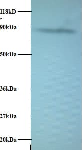 IHC-plus™ AFG3L2 Antibody