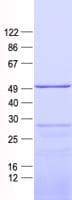 Human MRPS27 Protein (Recombinant His, N-Terminal)