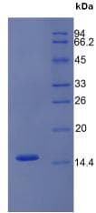 Mouse TFF2 / SP Protein (Recombinant His)