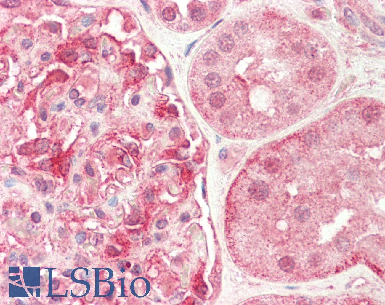 IHC-plus™ HAUS8 Antibody
