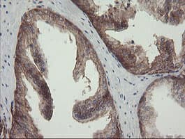 ROMO1 Antibody (clone OTI2C12)