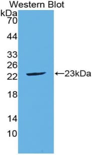 FGF21 Antibody (aa29-209, APC)