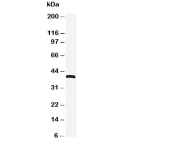 CXCR4 Antibody (aa18-33)
