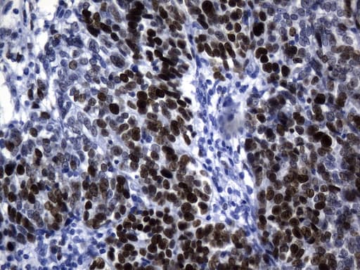 MCM2 Antibody (clone UMAB238, Carrier-free)