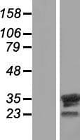 FAM9B Protein (Over-Expression Lysate Myc-DDK (Flag))