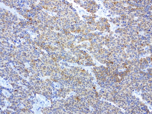 Monoclonal Mouse anti-Human MRPS34 Antibody (clone UMAB125, IHC, IF, WB)
