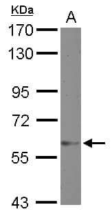 ZNF329 Antibody