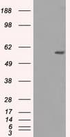 NRBP1 / NRBP Antibody (clone OTI5C3)