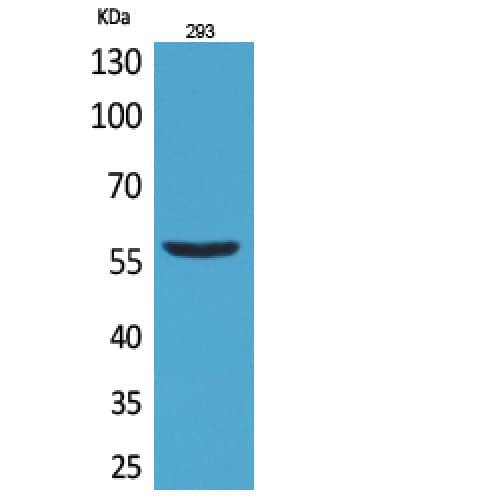 Polyclonal Rabbit anti-Human CD276 / B7-H3 Antibody (261-310 aa, Internal, WB)
