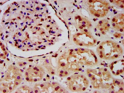 HIST1H4I Antibody
