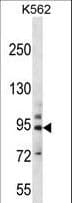 Polyclonal Rabbit anti-Human PCDHB14 Antibody (aa166-193, IHC, WB)