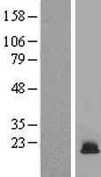 HIST1H3F Protein (Over-Expression Lysate Myc-DDK (Flag))
