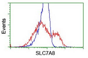 SLC7A8 / LAT2 Antibody (clone 4A6, Carrier-free)