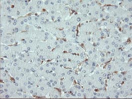 PYCARD / ASC / TMS1 Antibody (clone OTI3E9, Carrier-free)