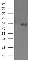 PDIA3 / ERp57 Antibody (aa140-505, clone OTI2D2)