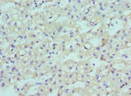 CBX8 Antibody (aa80-280)