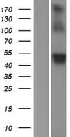 WRAP73 / WDR8 Protein (Over-Expression Lysate Myc-DDK (Flag))