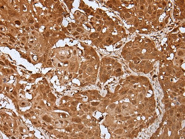 UBE1L / UBA7 Antibody