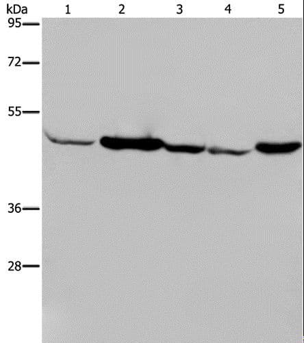IDH2 Antibody
