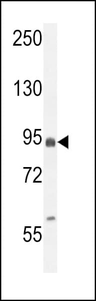 EFHB Antibody (aa1-30)