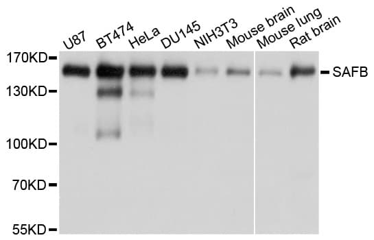 Polyclonal Rabbit anti-Human SAFB1 / SAFB Antibody (WB)