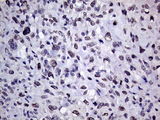 RING1 Antibody (aa88-362, clone OTI2D11, Carrier-free)