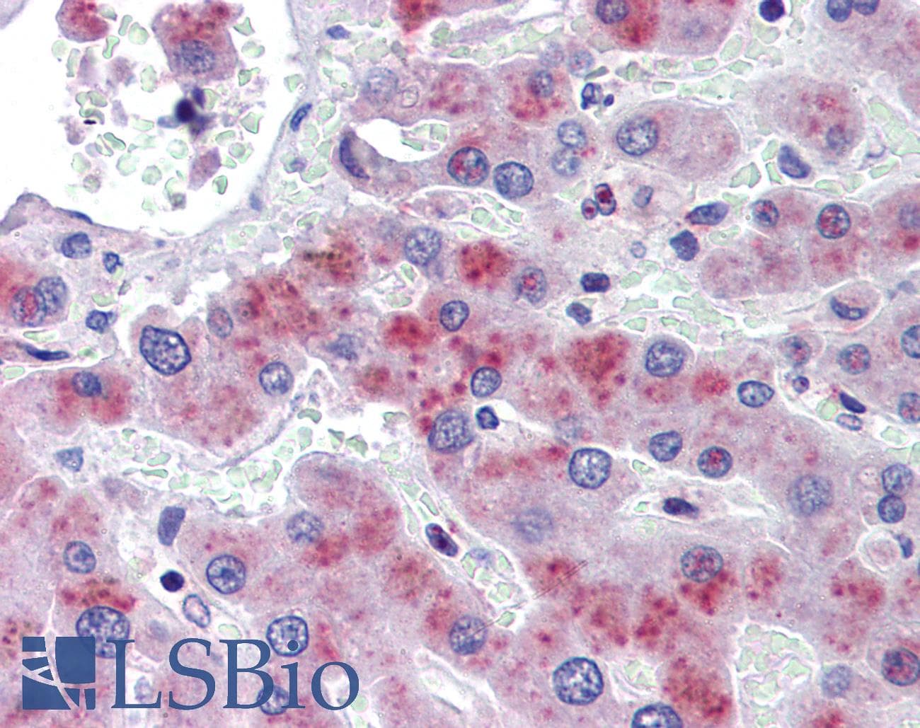 IHC-plus™ PRKAB2 / AMPK Beta 2 Antibody