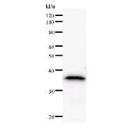 MED14 Antibody (clone 2214C1a)