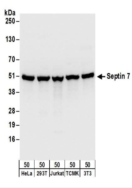 SEPT7 / Septin 7 Antibody (aa387-437)