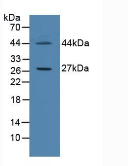 FSP27 / CIDEC Antibody (aa1-251, FITC)
