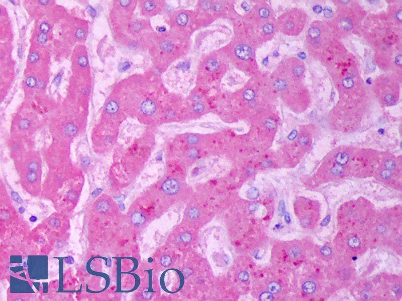 IHC-plus™ IGFBP3 Antibody