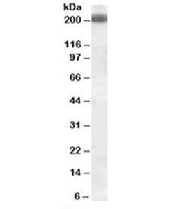 CD45RB Antibody (clone PD7/26, Azide-free, BSA-free)