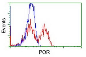 CYPOR / POR Antibody (clone OTI4G2)