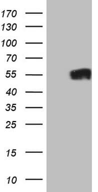 GFI1 Antibody (aa1-180, clone OTI4E2)
