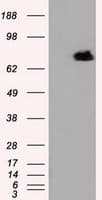 RIP1 / RALBP1 Antibody (clone OTI6C6)