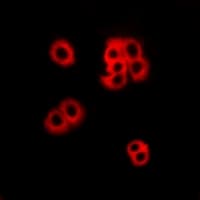 GPR174 Antibody