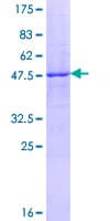 Human FNDC4 Protein (Recombinant GST)