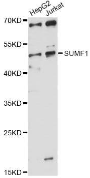 SUMF1 Antibody