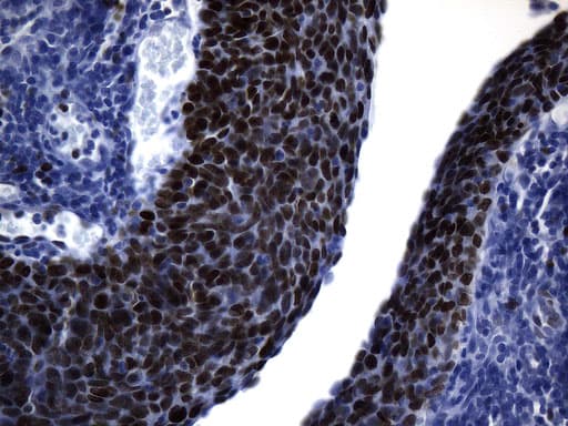MCM2 Antibody (clone UMAB238, Carrier-free)