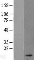 Human HBA2 / Hemoglobin Alpha 2 Protein (Over-Expression Lysate Myc-DDK (Flag))