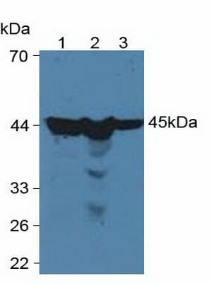 PGK1 / Phosphoglycerate Kinase Antibody (aa2-417, APC)