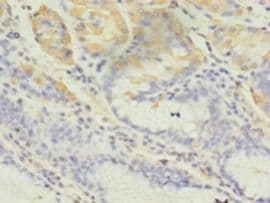 GRIA3 / GLUR3 Antibody (aa151-250)