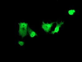 ZSCAN18 / ZNF447 Antibody (clone OTI2H7, Carrier-free)