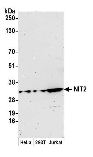 Polyclonal Rabbit anti-Human NIT2 Antibody (aa226-276, WB)