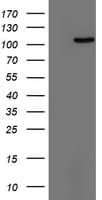 TRIM24 / TIF1 Antibody (aa706-1016, clone OTI1D4)
