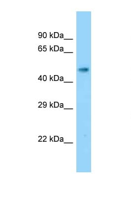 SLC17A2 Antibody (aa281-330)