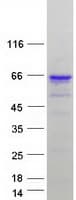 Human ZNF207 Protein (Recombinant Myc-DDK (Flag))