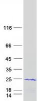 Human CIRP / CIRBP Protein (Recombinant Myc-DDK (Flag))