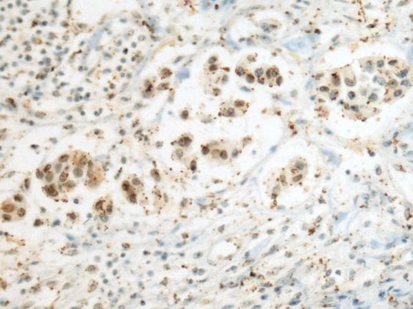 SEPHS1 / SPS Antibody