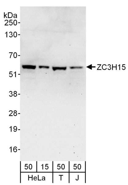 LEREPO4 / ZC3H15 Antibody (aa1-50)